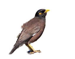 Mynah bird on sale for sale